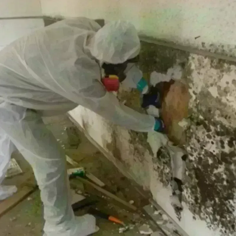 Mold Remediation and Removal in Tok, AK